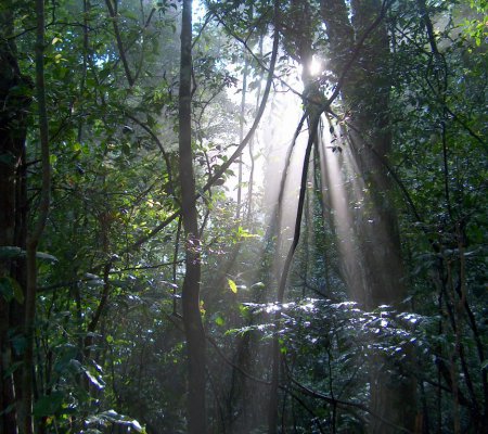 Kanneliya Rain Forest